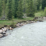 Stream flows back to seasonal averages in KNP