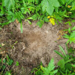 KNC asks for halt to unauthorized ʔayut harvesting
