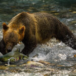 Annual Wildlife-in-Focus photography contest launched