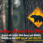 Bear alert for Elkford park