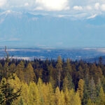 Area residents invited to help guide forest management