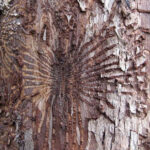 Dutch Elm Disease surveillance starting July 26
