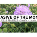 Invasive of the Month
