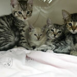 Kittens left outside BC SPCA in grocery basket