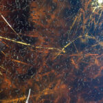 Cool, wet spring creates frustrating mosquito boom