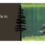 Dog park closed while moose with calves around