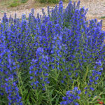 City says it’s working on the blueweed