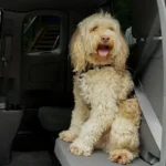 Majority of drivers don’t always secure pets: ICBC