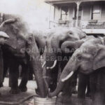The Incredible Elephant Escape of 1926
