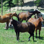 BC SPCA conducting animal control issues survey 
