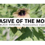 Invasive of the Month