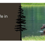 Moose checking out Wapiti at Annex Park