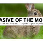 Invasive of the Month