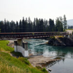 Grizzly reported in Sparwood