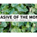 Invasive of the Month