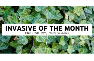 Invasive of the Month | Columbia Valley, Cranbrook, East Kootenay, Elk ...