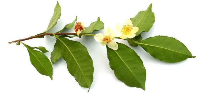 Camellia Sinensis