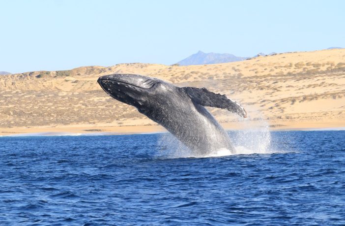 Temporada de ballenas