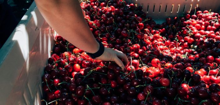 Rompe récord la Temporada de Cerezas del Noroeste 2025