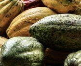 Del cacao al paladar: el futuro del chocolate es sustentable, SICAO