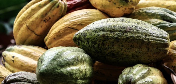 Del cacao al paladar: el futuro del chocolate es sustentable, SICAO