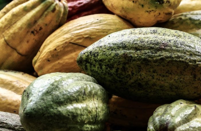 Del cacao al paladar: el futuro del chocolate es sustentable, SICAO SICAO