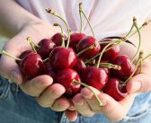 ¡Llegaron las Cerezas de Verano!