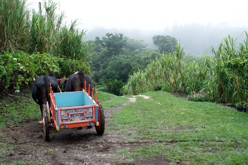 Guanacaste Coffee Fields