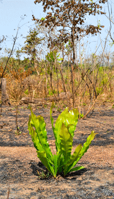 wula_environmental