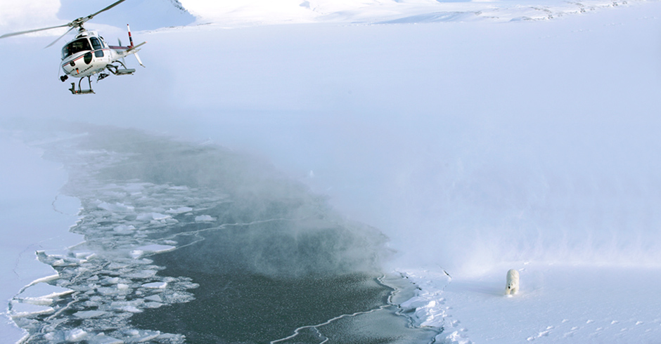 To find polar bears, the researchers survey from the air. From the helicopter, an anesthetic dart immobilizes the bear for up to an hour so  the researchers can safely assess it.