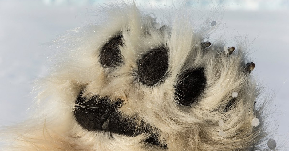 Camera traps are high-tech devices, some of which offer the ability to send live pictures through MMS or email.