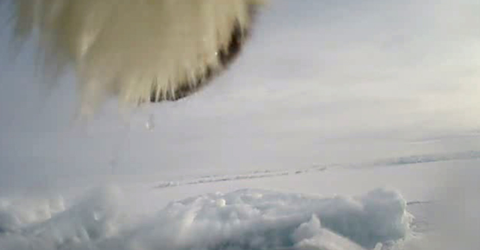 The camera is attached to a collar placed on a polar bear's neck. The collar also sends a GPS signal, so it can be retrieved when it falls off.