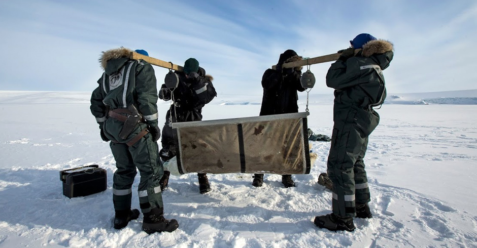 Polar bear research isn’t all high-tech. Here, the researchers team up to weigh a polar bear the old-fashioned way – with scales and a sling. A female may weigh 150–250 kg, while a male could weigh up to 700 kg.