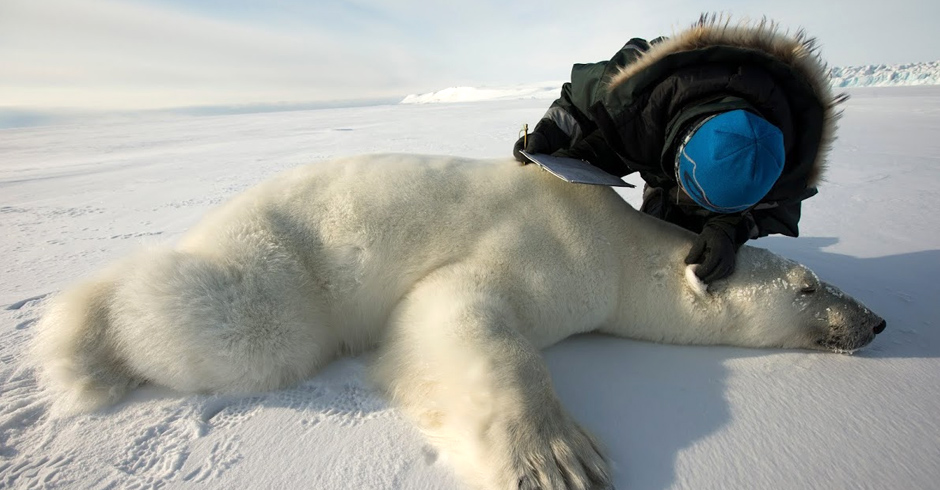 In order to set camera traps, WWF biologists walk through the field looking for signs of tigers.
