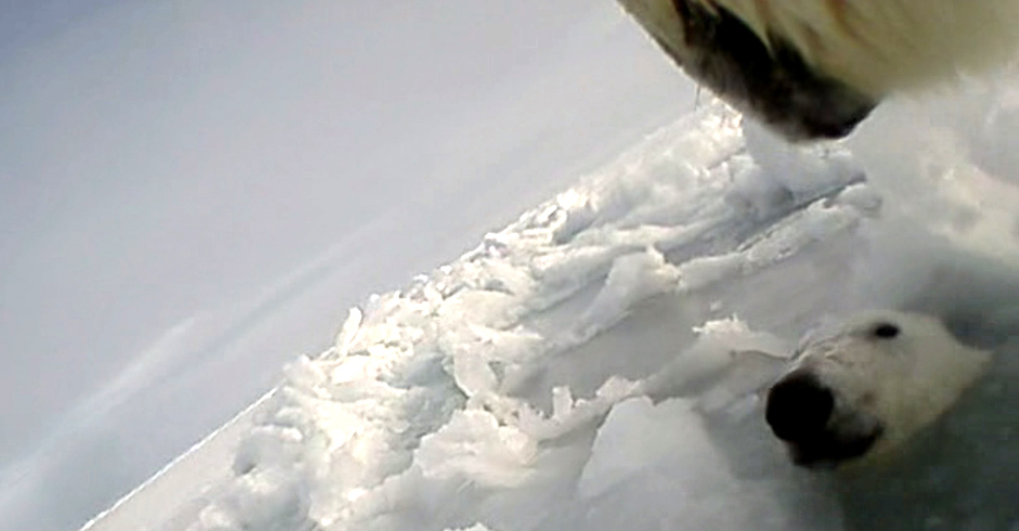 In Indonesia, this young Sumatran tiger was wandering around with its mother (not shown).