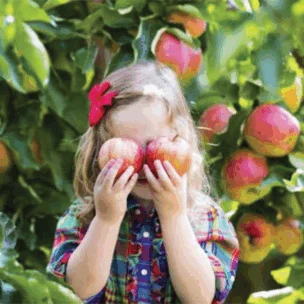 A young child in a plaid shirt holds two apples in front of their face, standing among apple trees with ripe fruit.
