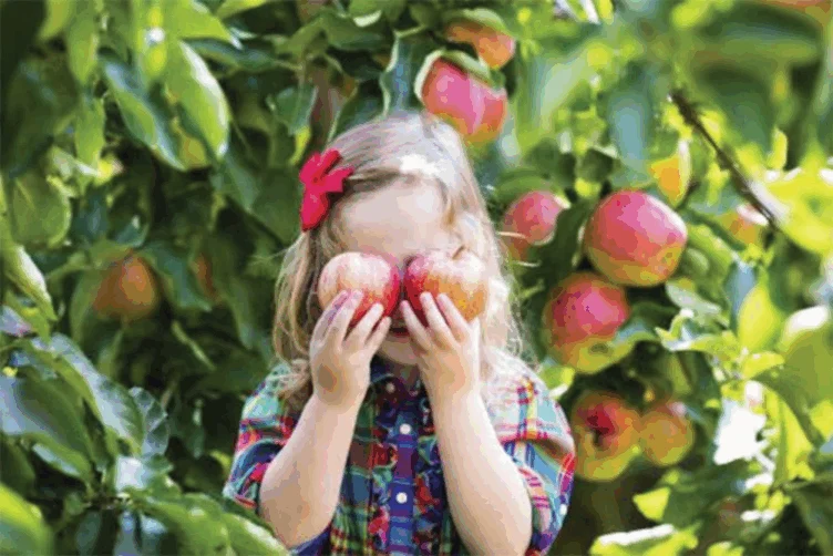 A young child in a plaid shirt holds two apples in front of their face, standing among apple trees with ripe fruit.