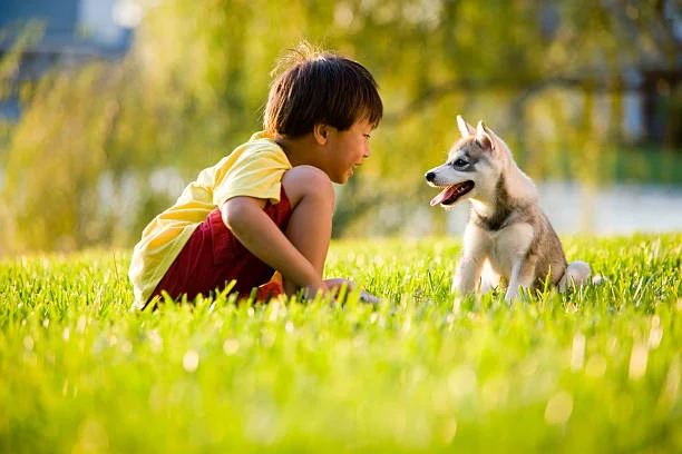 A young boy in a yellow shirt sits on grass facing a playful husky puppy outdoors, both appearing happy and engaged with each other.