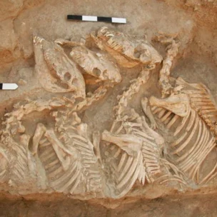 Fossilized remains of several horses partially unearthed in an archaeological excavation site, with measuring scales placed nearby for reference.