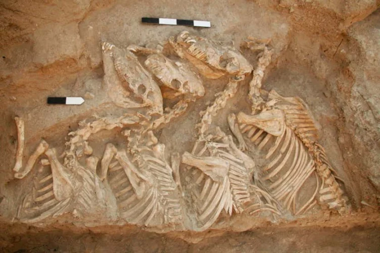 Fossilized remains of several horses partially unearthed in an archaeological excavation site, with measuring scales placed nearby for reference.