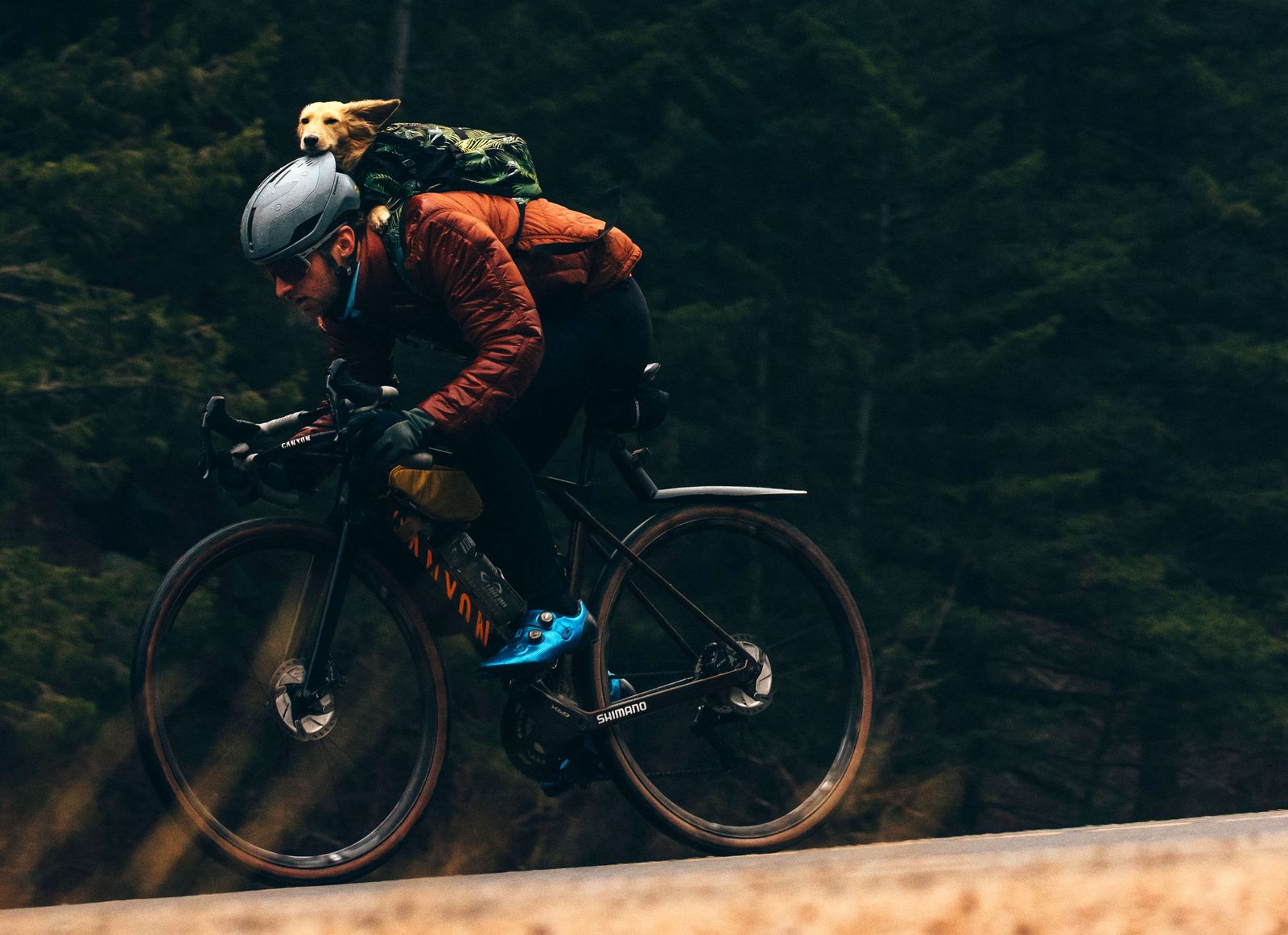 How to Bike Ride with your Dog - The 