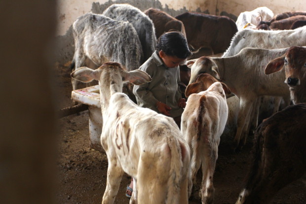 A boy stands among cows at the Mataji Goshala (Cow Shelter) near New Delhi, India.  Photo by Alice Guilhamon.