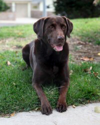 Cody A Chocolate Labrador Greater