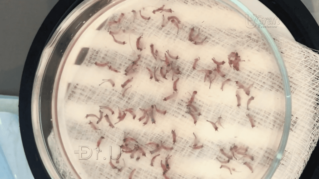 Healthy afro-textured grafts extracted with Dr. UGraft™'s sonic FUE technology.*