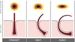 Cross section of hairs, comparing straight, wavy and curly hair types