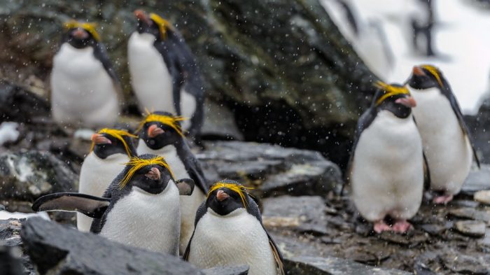 It's World Penguin Day! » Explorersweb