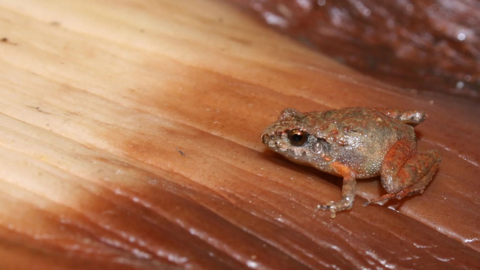 Scientists Discover Six Tiny, New Species of Frogs in Mexico » Explorersweb
