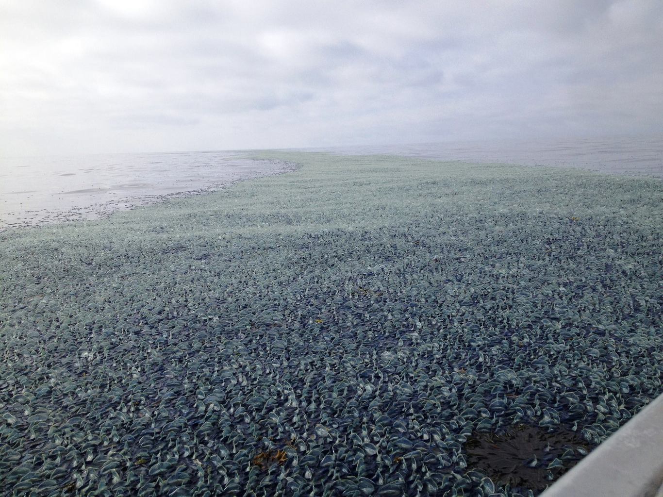 Natural Wonders: Blue Tide » Explorersweb