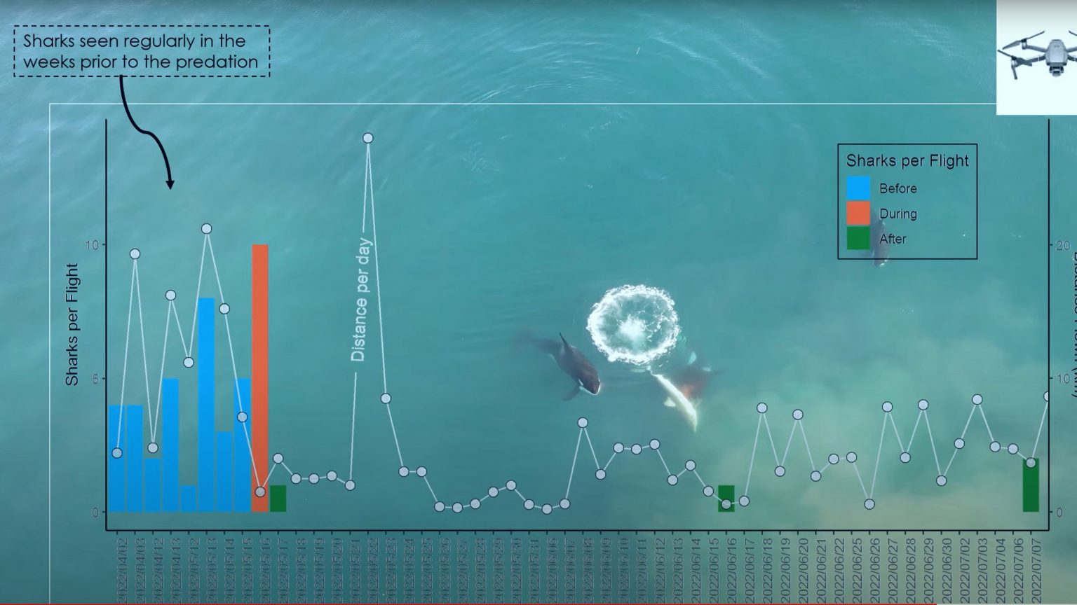 Video: Orcas Hunt Great White Sharks in South Africa » Explorersweb