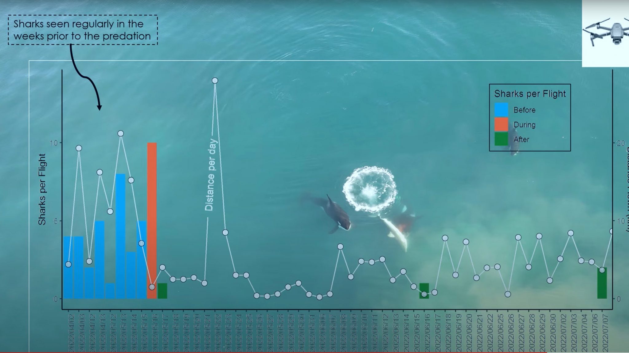 Video: Orcas Hunt Great White Sharks in South Africa » Explorersweb